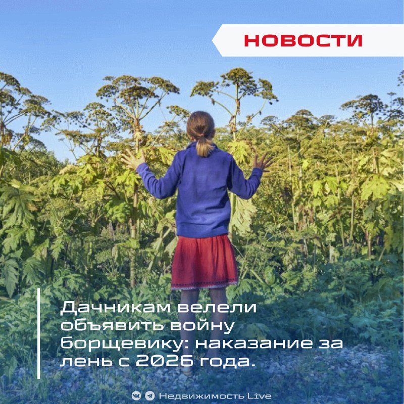 Введение обязательственной борьбы с борщевиком на всех землях с 2026 года