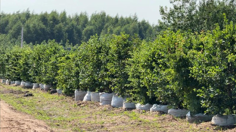 Масштабное озеленение для новых жилых и городских пространств