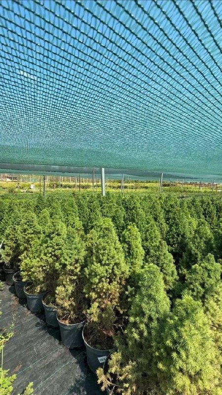 Масштабное озеленение для новых жилых и городских пространств