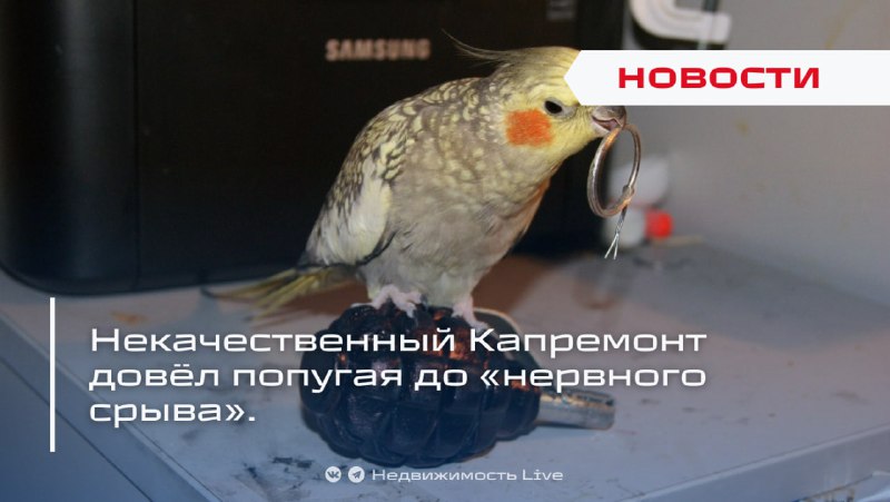 Проблемы после некачественного капитального ремонта: как пострадали жильцы и их питомцы