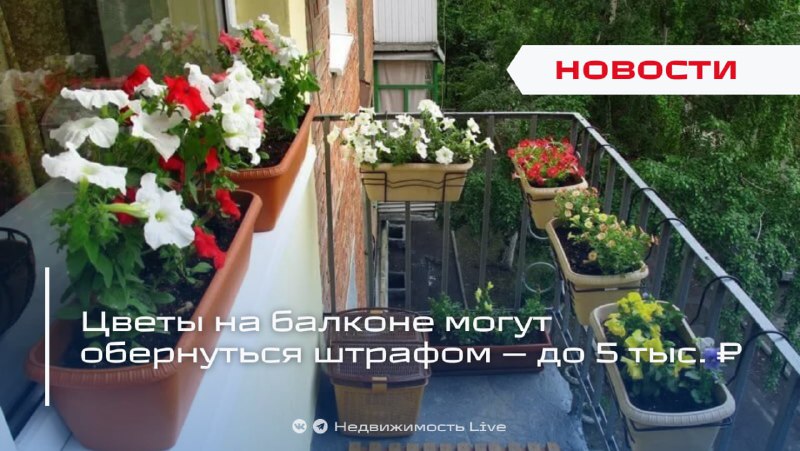 Опасности и штрафы за оформление растений на балконе и другие неожиданные нарушения в жилом доме Опасности и штрафы за оформление растений на балконе и другие неожиданные нарушения в жилом доме