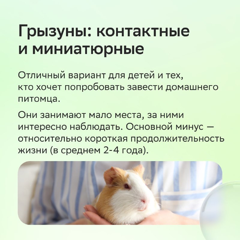 Каких животных можно завести в квартире: как выбрать питомца без ошибок