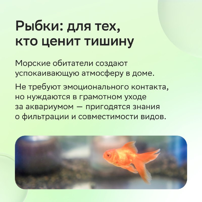 Каких животных можно завести в квартире: как выбрать питомца без ошибок