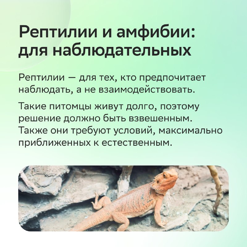 Каких животных можно завести в квартире: как выбрать питомца без ошибок