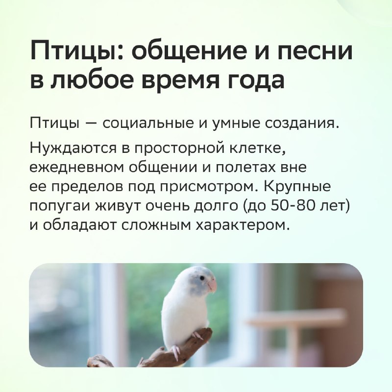 Каких животных можно завести в квартире: как выбрать питомца без ошибок