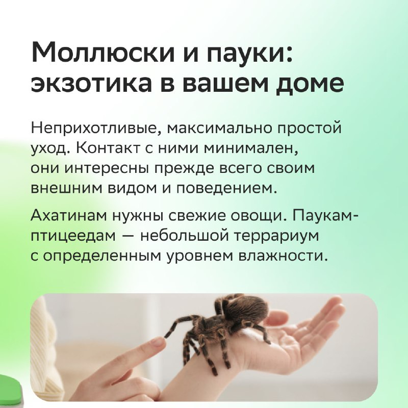 Каких животных можно завести в квартире: как выбрать питомца без ошибок