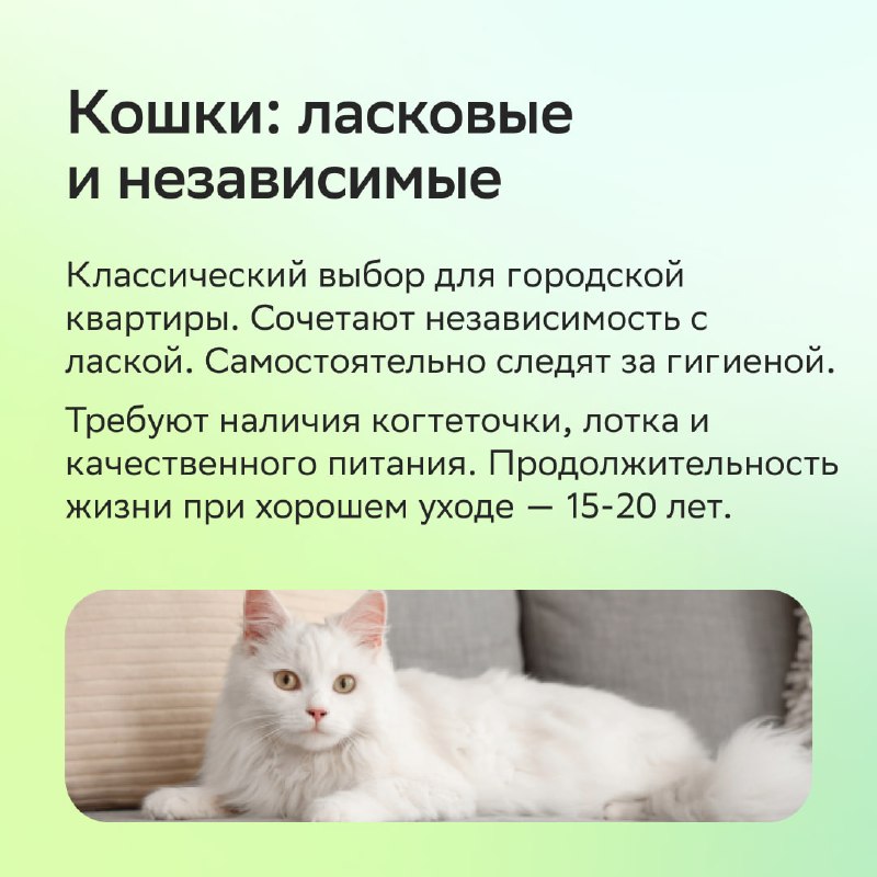 Каких животных можно завести в квартире: как выбрать питомца без ошибок