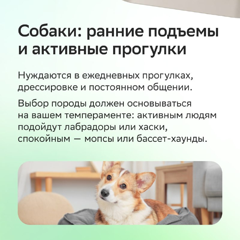 Каких животных можно завести в квартире: как выбрать питомца без ошибок