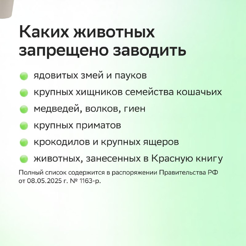 Каких животных можно завести в квартире: как выбрать питомца без ошибок