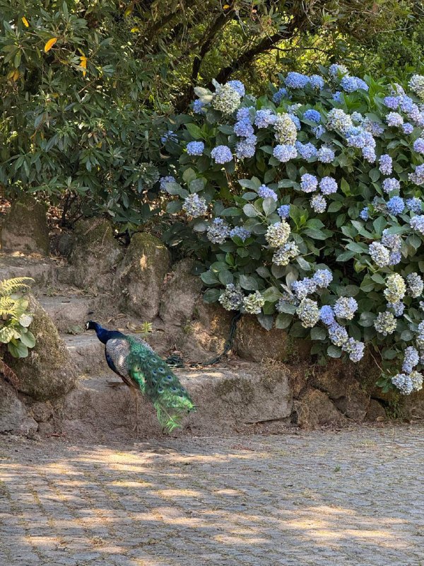 Quinta da Aveleda: винодельня Минью, где главное — сад