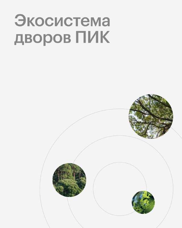 Как устроены зелёные дворы и живые экосистемы рядом с домом