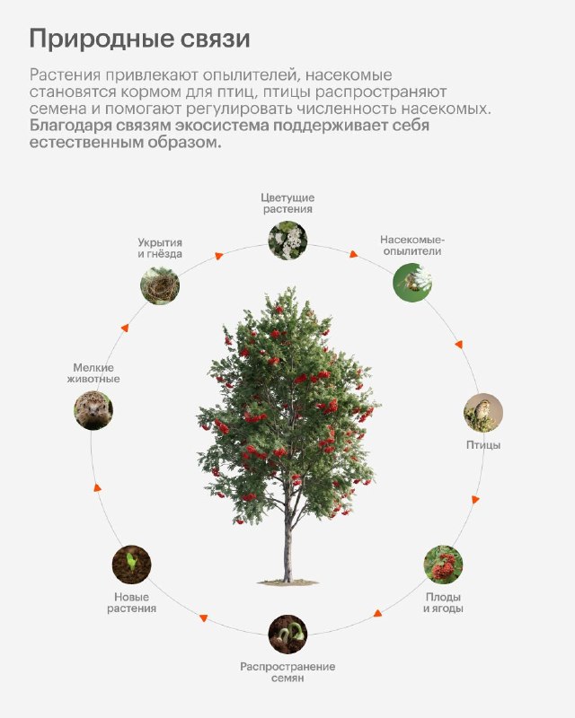 Как устроены зелёные дворы и живые экосистемы рядом с домом