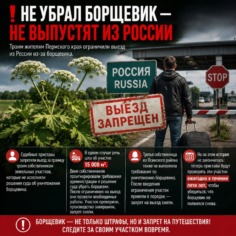 Пермским собственникам ограничили выезд из-за борщевика