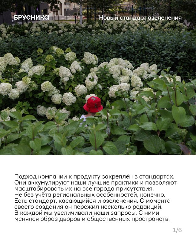Крупномеры в проектах: высота, вес и масштабы озеленения
