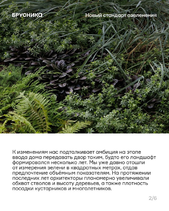 Крупномеры в проектах: высота, вес и масштабы озеленения