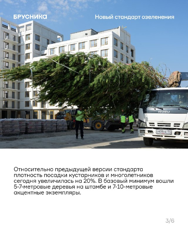 Крупномеры в проектах: высота, вес и масштабы озеленения