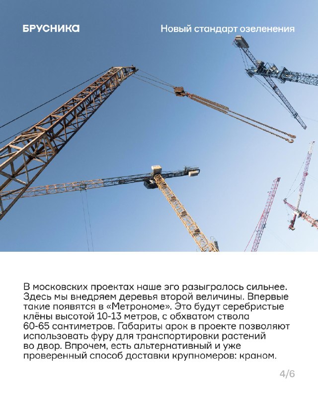 Крупномеры в проектах: высота, вес и масштабы озеленения