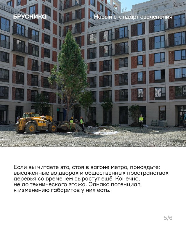 Крупномеры в проектах: высота, вес и масштабы озеленения