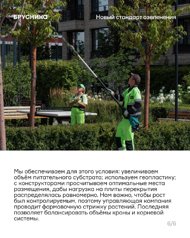 Крупномеры в проектах: высота, вес и масштабы озеленения