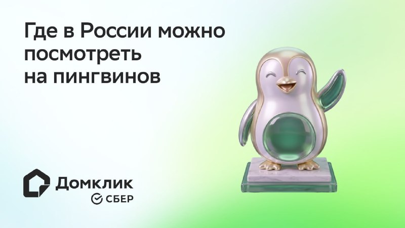Новый вид пингвинов: где увидеть настоящих пингвинов в России