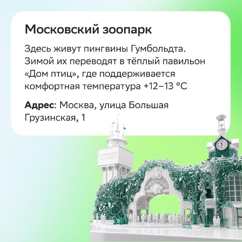 Новый вид пингвинов: где увидеть настоящих пингвинов в России