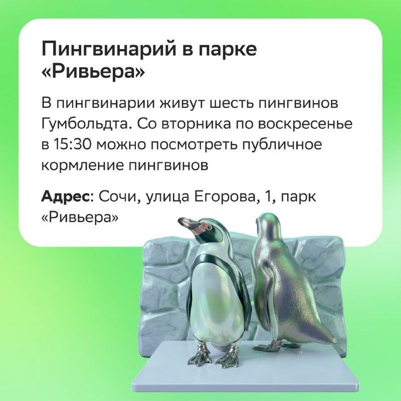 Новый вид пингвинов: где увидеть настоящих пингвинов в России