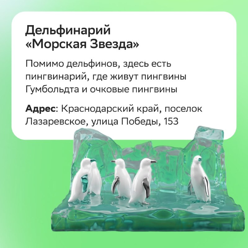 Новый вид пингвинов: где увидеть настоящих пингвинов в России