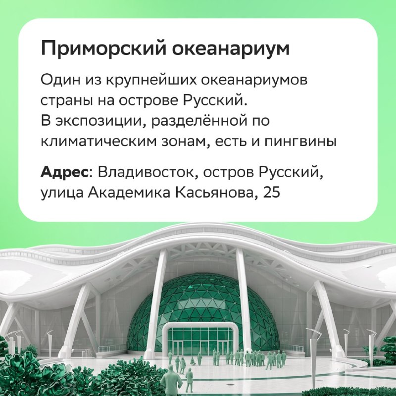 Новый вид пингвинов: где увидеть настоящих пингвинов в России